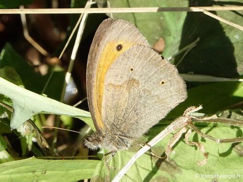 Meadow Brown