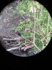Alcedo atthis