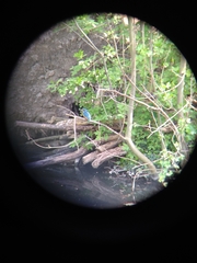 Alcedo atthis