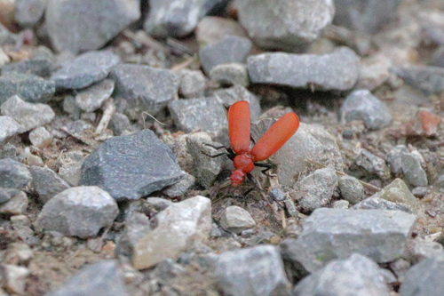 Common Cardinal Beetle