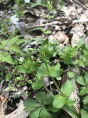 Stellaria