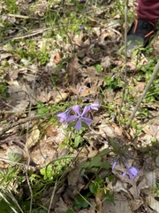 Phlox divaricata