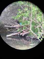 Alcedo atthis