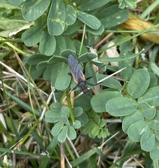 Empis tessellata