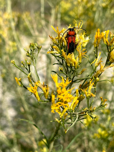Red and Black Long-horned Beetle