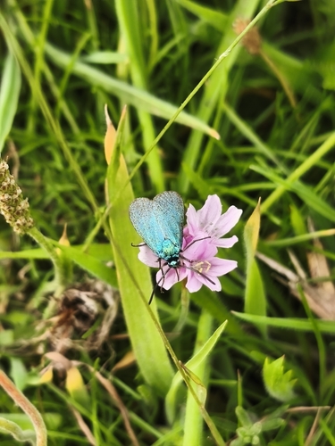 Green Forester Moth