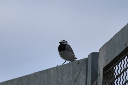 White Wagtail