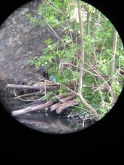 Alcedo atthis