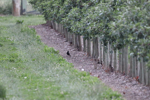 Eurasian Blackbird