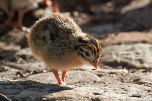 Foto de Helmeted Guineafowl
