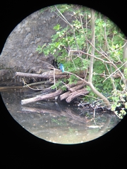 Alcedo atthis