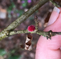 Disholcaspis simulata