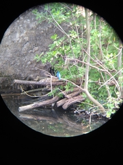 Alcedo atthis