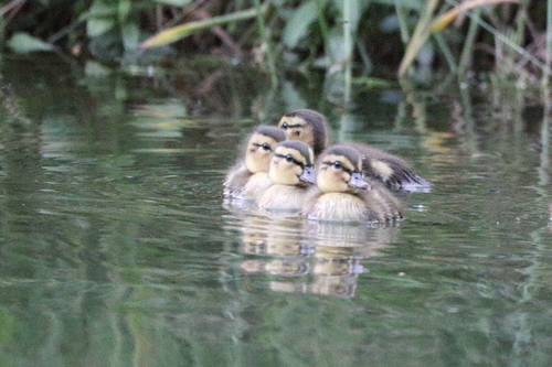 Mallard