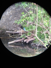 Alcedo atthis