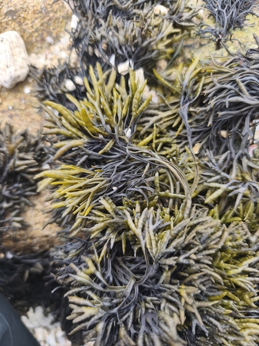 Channelled Wrack