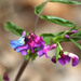 Spring Vetch - Photo (c) Martin Grimm, some rights reserved (CC BY-NC), uploaded by Martin Grimm