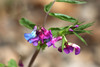 Spring Vetch - Photo (c) Martin Grimm, some rights reserved (CC BY-NC), uploaded by Martin Grimm