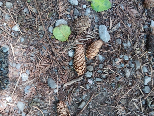 Sitka spruce