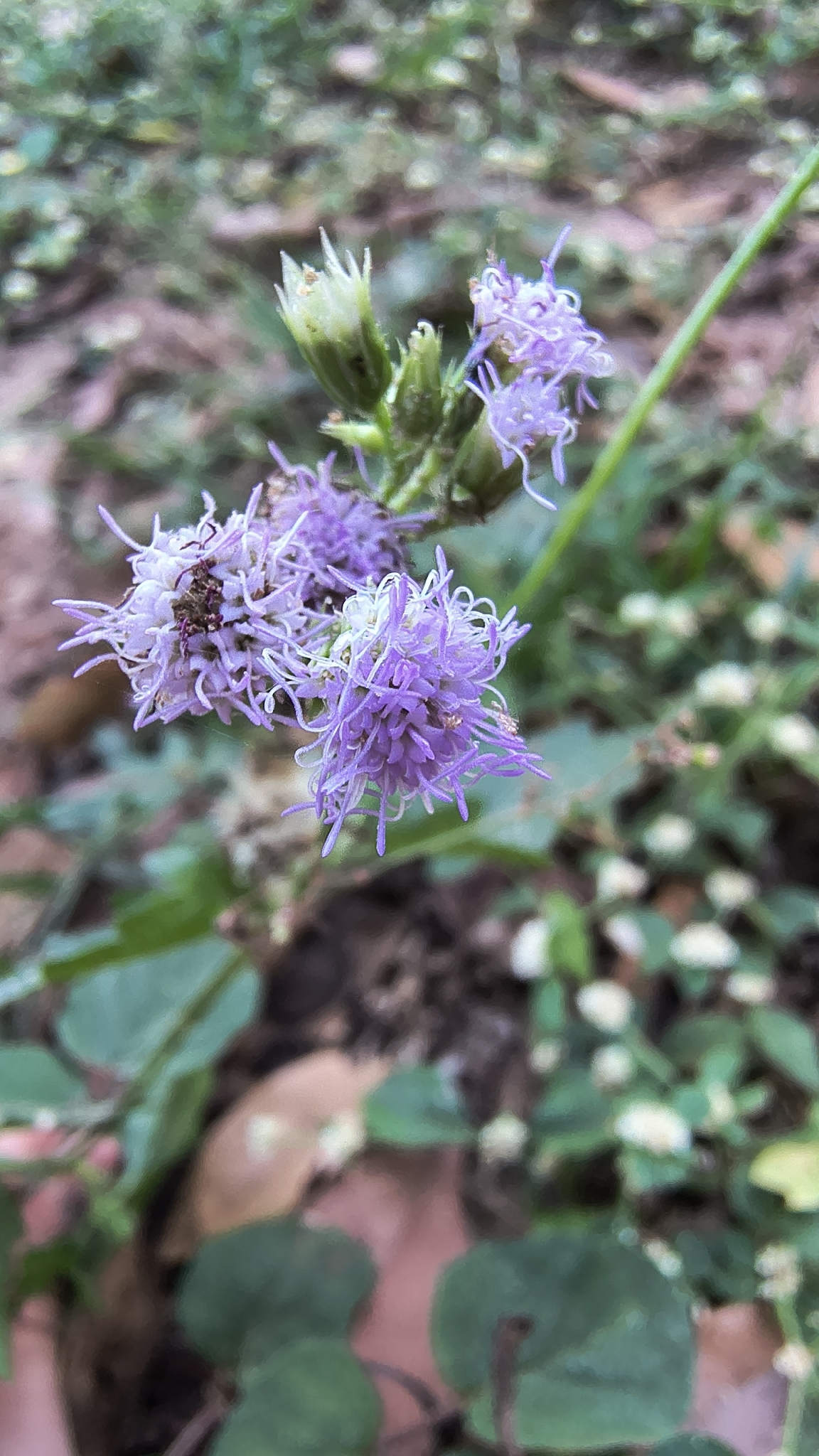 Praxelis clematidea