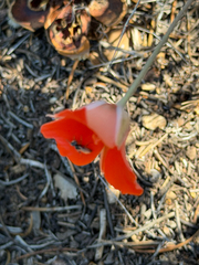 Calochortus kennedyi, photograph (c) klicklo, some rights reserved (CC BY)