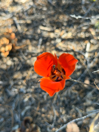 Calochortus kennedyi, photograph 2