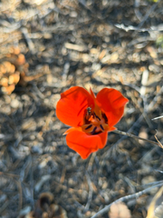 Calochortus kennedyi, photograph (c) klicklo, some rights reserved (CC BY)