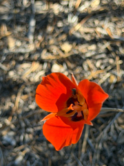 Calochortus kennedyi