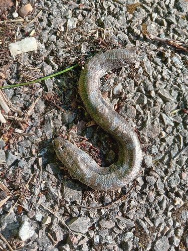 Common Slowworm