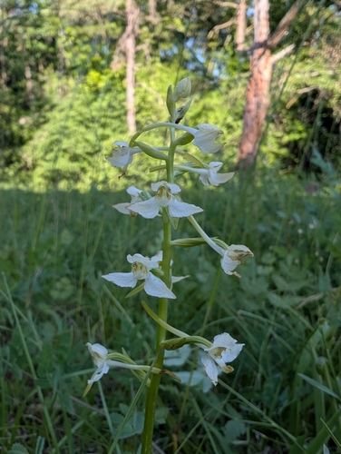 Greater butterfly-orchid