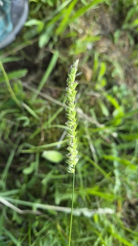 crested dogtail grass
