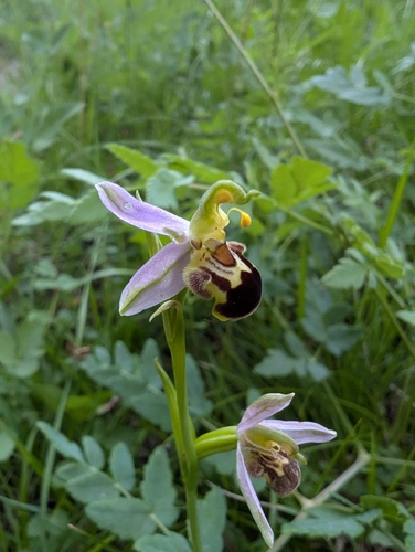 Bee Orchid