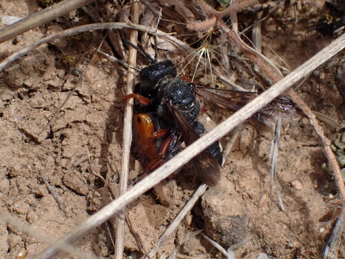 Cerceris bicincta