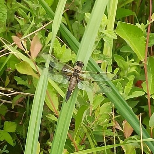 Four-spotted Skimmer