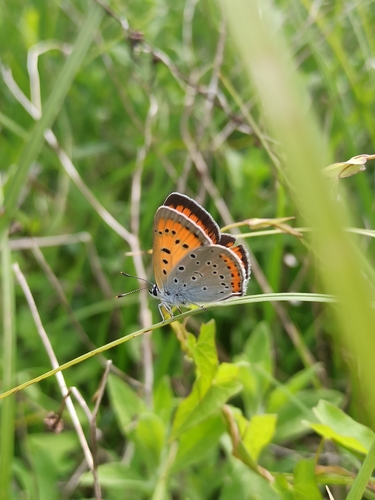 Large Copper