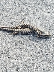 Elgaria multicarinata