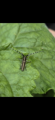 striped thistle longhorn beetle