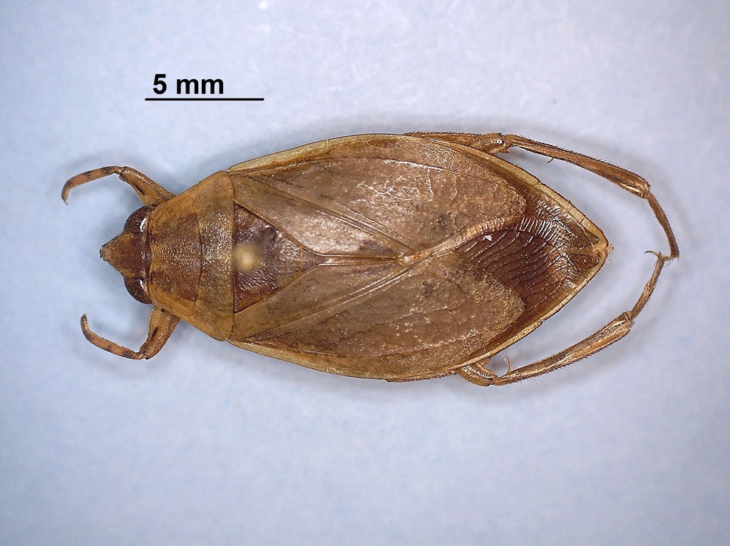 Belostomatinae