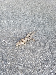 Elgaria multicarinata