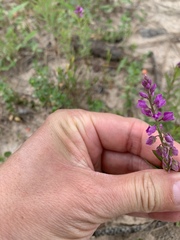 Polygala polygama