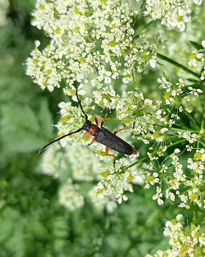 Phytoecia affinis