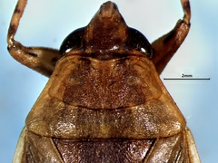 Belostoma flumineum