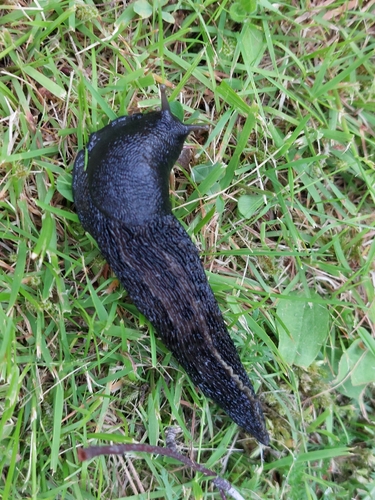 Ash-black Slug