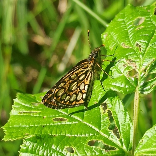 Large Chequered Skipper