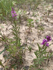 Polygala polygama