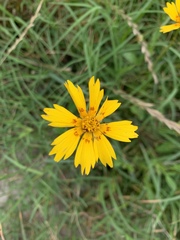 Coreopsis nuecensis
