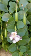 Capparis