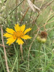 Coreopsis nuecensis