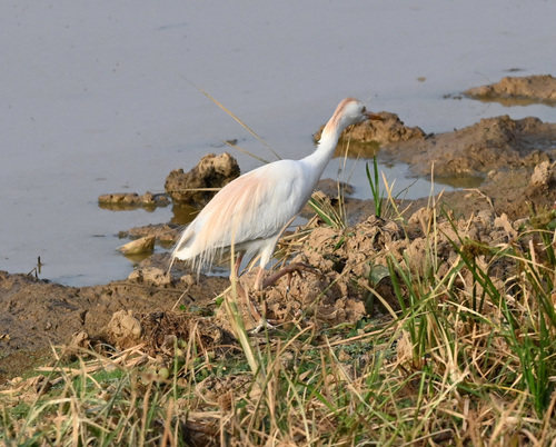 Western Cattle-Egret