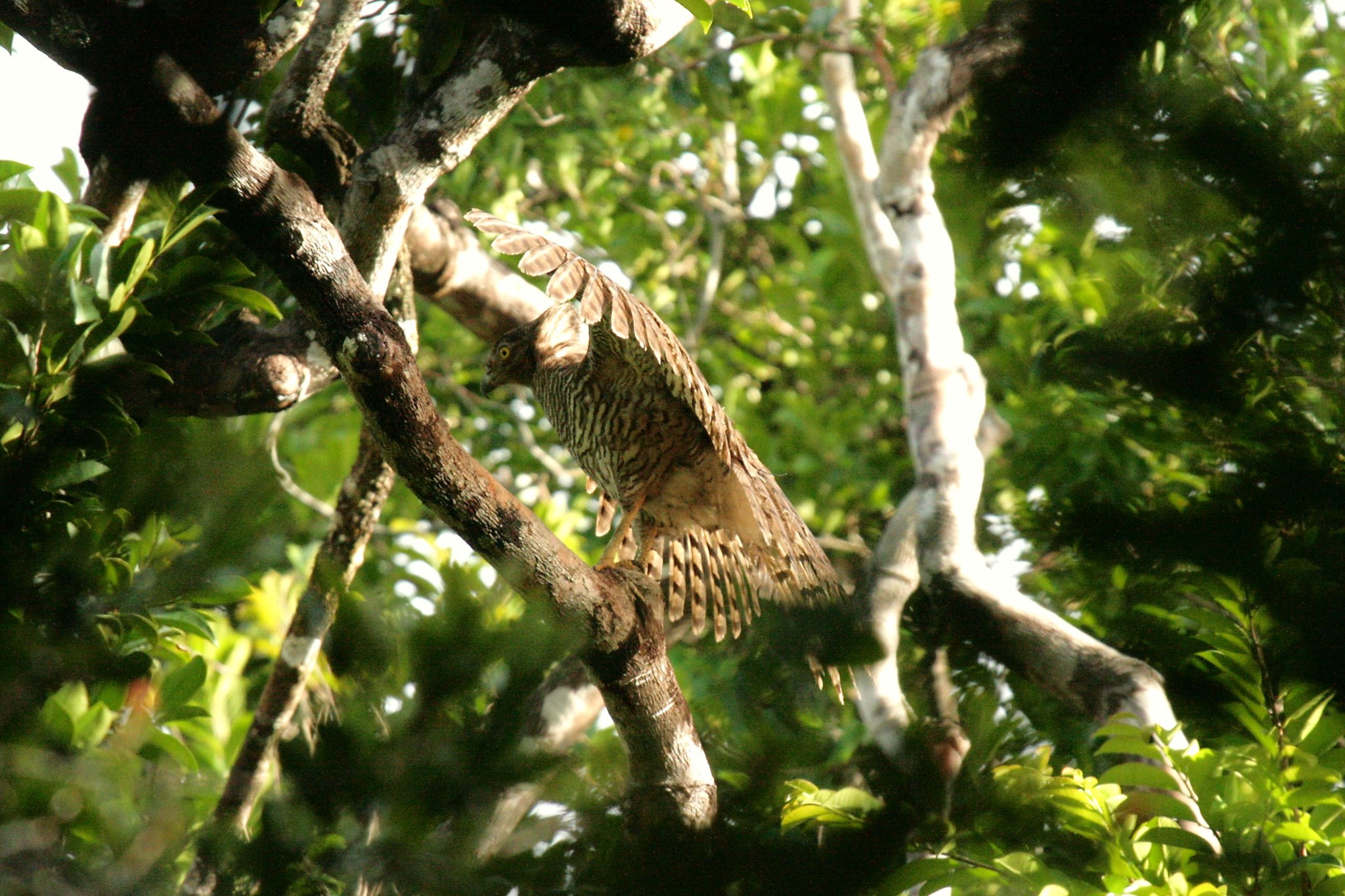Madagascar Serpent Eagle (Eutriorchis astur), photo 1